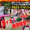 ギャルナンゲット！公園でバスケしてた赤髪ギャルは男を狂わせる究極のエロギャル！とにかく敏感でイキまくりな子に顔射しちゃいました！